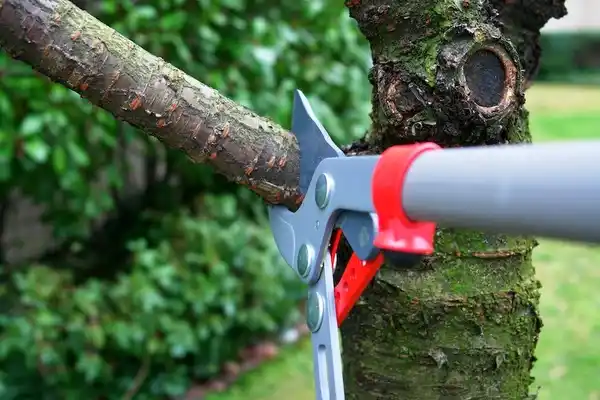 tree services Wales